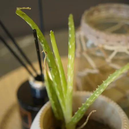 Karditsa's Loft House Apartment Karditsa