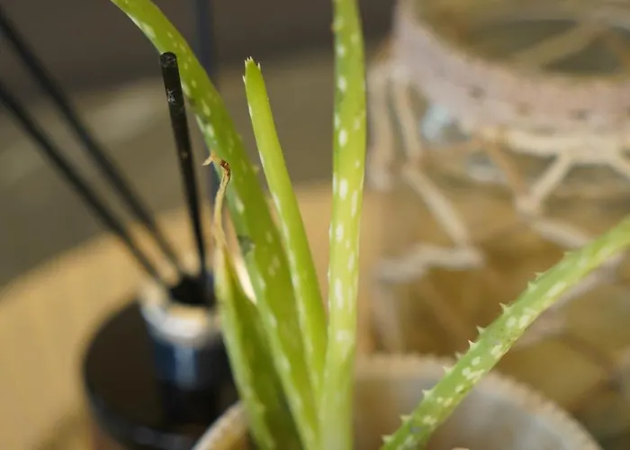 Karditsa's Loft House Apartment Karditsa