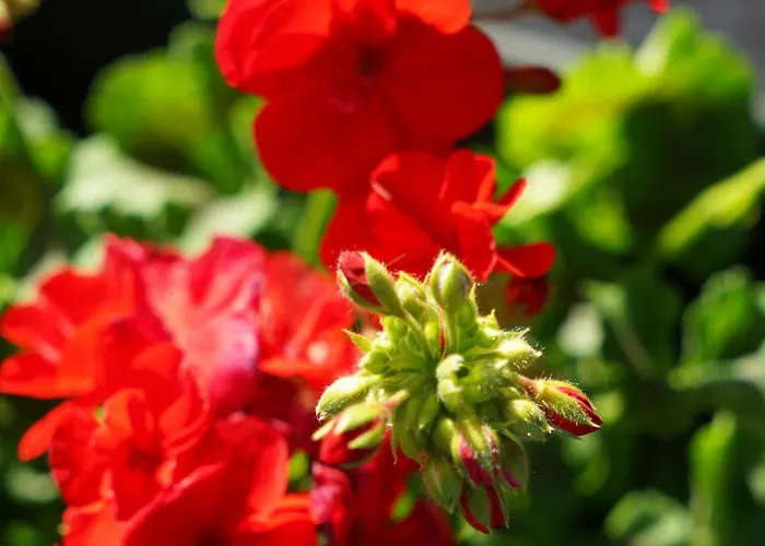 Karditsa's Loft House Apartment